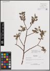 Foto von Salix eriocephala var. watsonii (Bebb) Dorn